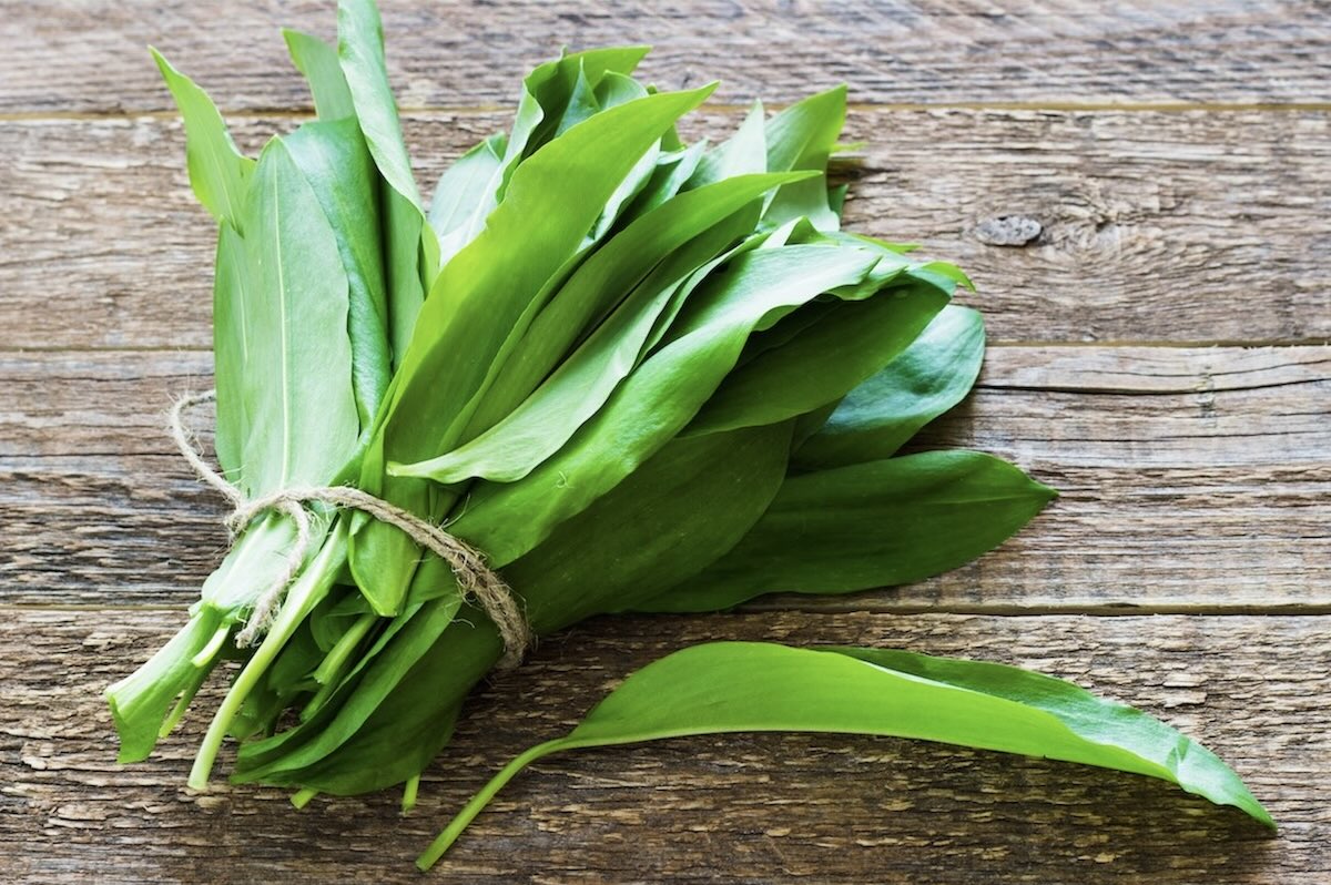 Medvedí cesnak čerstvé listy zväzok ako spracovať medvedí cesnak
