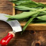 Medvedí cesnak na drevenej doske pripravený na krájanie, čerstvé listy a kuchynský nôž