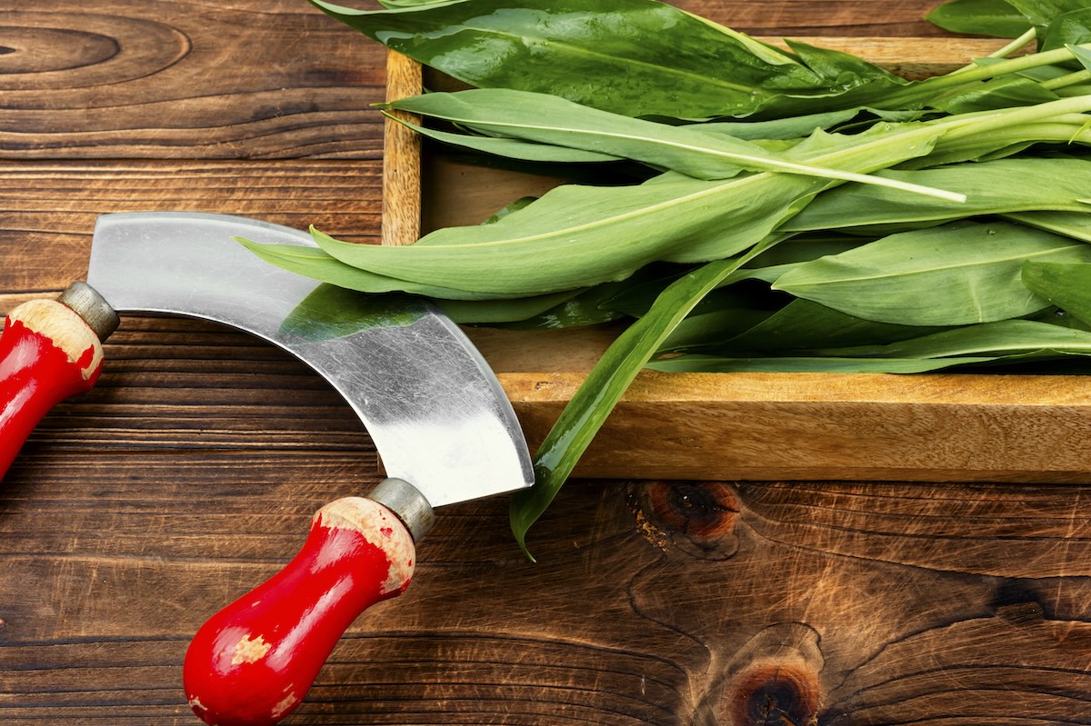 Medvedí cesnak na drevenej doske pripravený na krájanie, čerstvé listy a kuchynský nôž