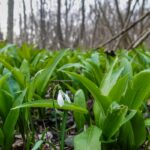 Medvedí cesnak rastúci v lese na jar kedy rastie medvedí cesnak