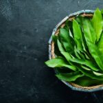 Medvedí cesnak čerstvé listy v miske – účinky medvedieho cesnaku na zdravie