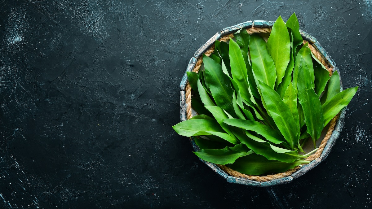 Medvedí cesnak čerstvé listy v miske – účinky medvedieho cesnaku na zdravie