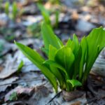 Mladé listy medvedieho cesnaku vyrastajúce z lesnej pôdy pokrytej suchým lístím