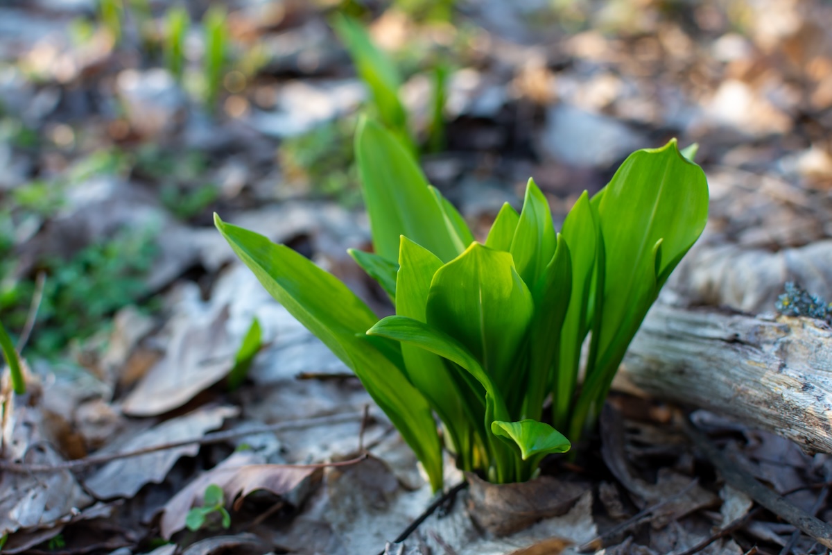 Mladé listy medvedieho cesnaku vyrastajúce z lesnej pôdy pokrytej suchým lístím
