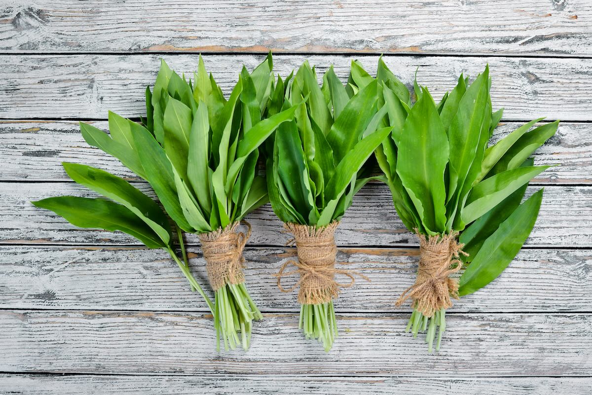 Tri zväzky čerstvo nazbieraného medvedieho cesnaku previazané špagátom na svetlom drevenom povrchu