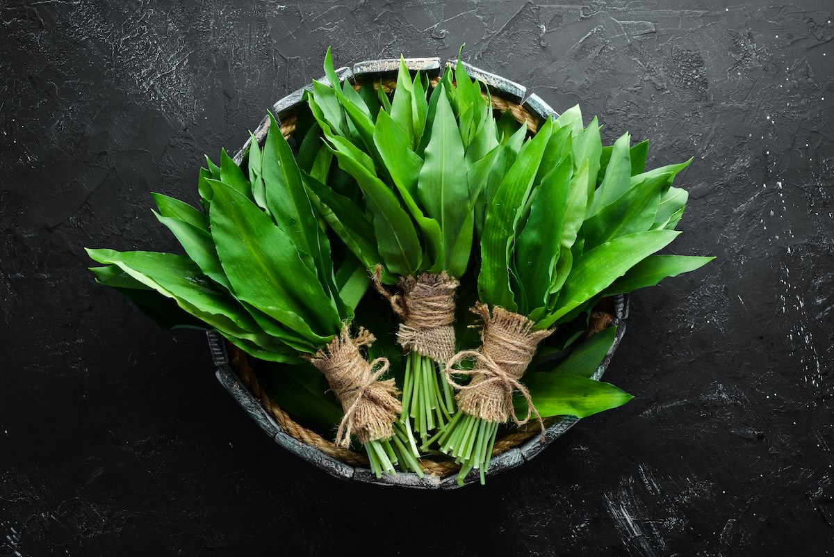 Čerstvý medvedí cesnak zviazaný do zväzkov v košíku na tmavom pozadí