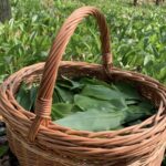 Košík plný čerstvých listov medvedieho cesnaku v lese