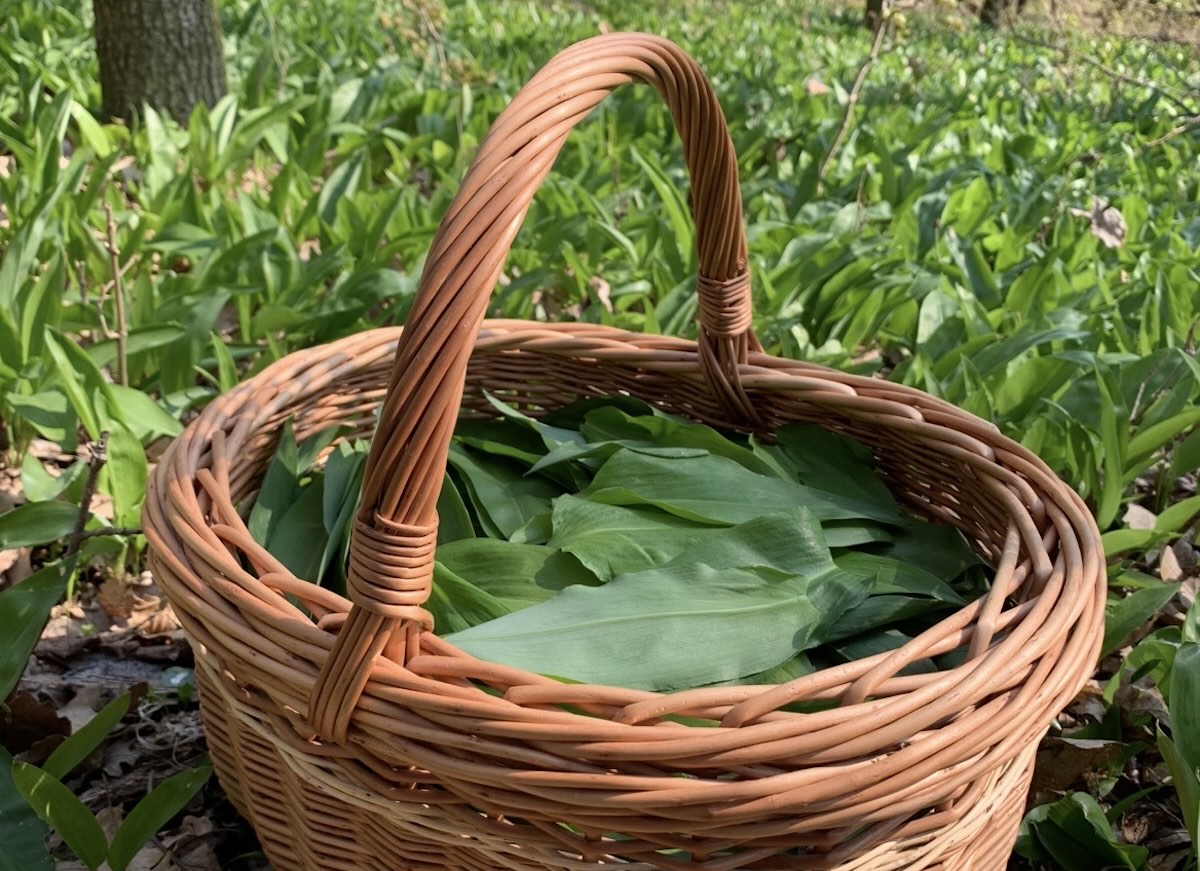 Košík plný čerstvých listov medvedieho cesnaku v lese