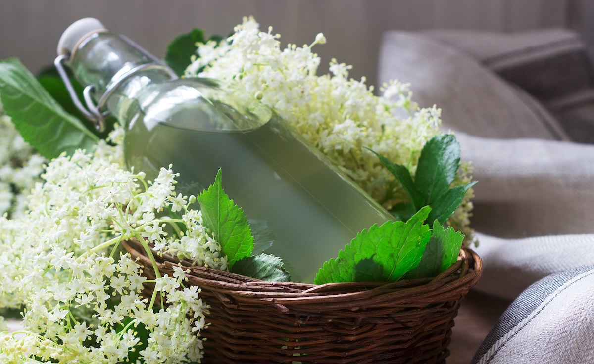 Bazový sirup vo fľaši s čerstvými bazovými kvetmi