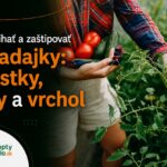 Ako strihať a zaštipovať paradajky: zálistky, listy a vrchol Pestovateľka strihá a zaštipuje vysokorastúcu paradajku pri opore