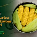 Ako dlho variť kukuricu v tlakovom hrnci? Presné časy pre každý typ Ako dlho variť kukuricu v tlakovom hrnci – klasy pripravené na varenie
