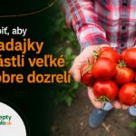 Čo robiť, aby paradajky dobre dozreli a narástli veľké Pestovateľ drží v rukách úrodu veľkých zrelých paradajok