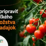 Čo pripraviť z veľkého množstva paradajok: 15 receptov a spôsobov spracovania Veľká úroda zrelých červených paradajok na rastline